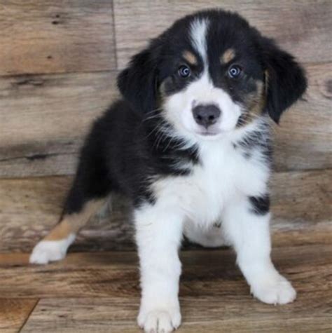 Australian Shepherd Bernese Mountain Dog Mix - Meet The Breed