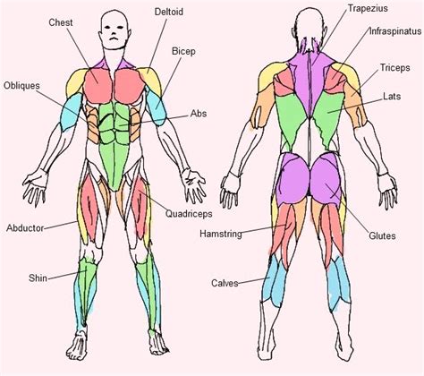 muscles of the upper body posterior - ModernHeal.com