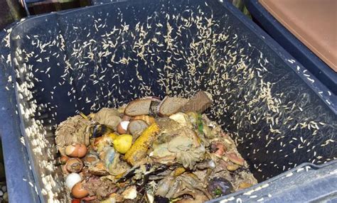 Maggots in Compost Bin: How to Get Rid of Unwanted Pests