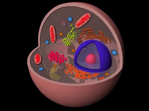 eukaryotic animal cell 3d 3ds