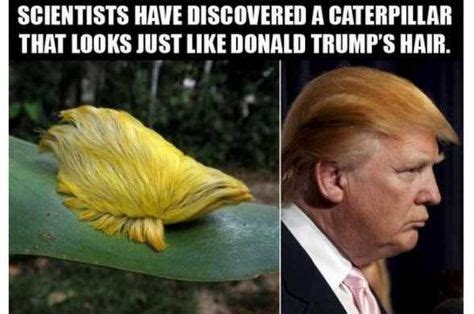 The 25+ best Donald trump hair meme ideas on Pinterest