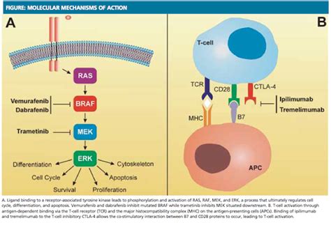 Melanoma: Braf Mutation Melanoma