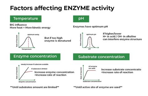 Factors Affecting Enzyme Activity » Microbiology Study