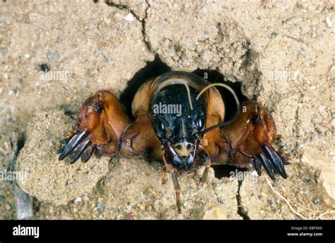 Mole cricket burrow hi-res stock photography and images - Alamy