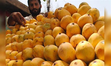 Mango Production in Pakistan May Decline by 50% - Brandsynario