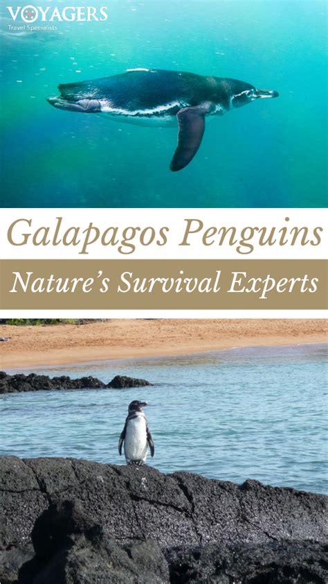 The Galapagos Islands are home to some of the world’s rarest and most ...