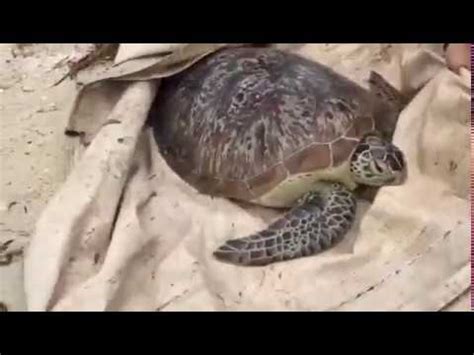 Turtle Foundation - Tsunami of december 22 washed turtles ashore - YouTube