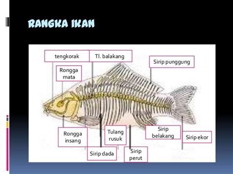 stuktur hewan- sistem rangka