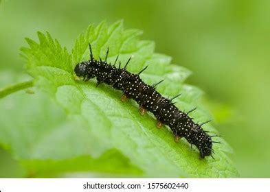 Best European Caterpillar Royalty-Free Images, Stock Photos & Pictures | Shutterstock