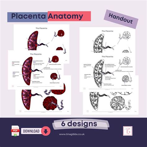 Placenta Anatomy - Handout (pdf)