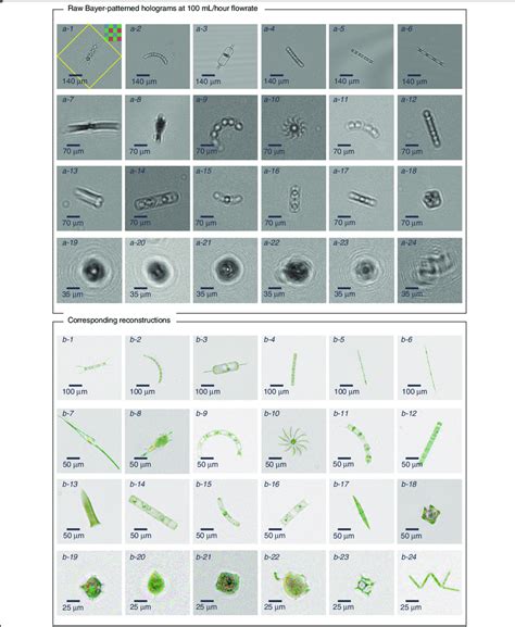 The image quality of the flow cytometer allows the identification of ...