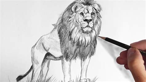 Lion 🦁🦁 Drawing For Pencil | Kids Drawing Video | Sketch And Drawing ...