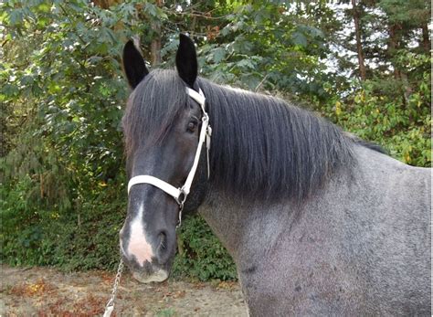 Horse Breeds- The Percheron