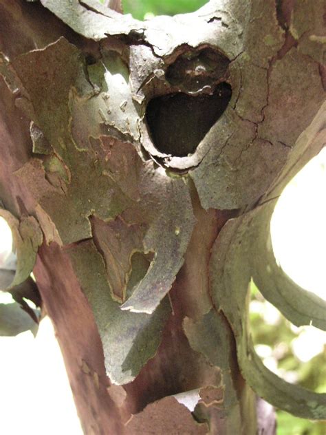 The Lazy Shady Gardener: Bark: Texas Persimmon