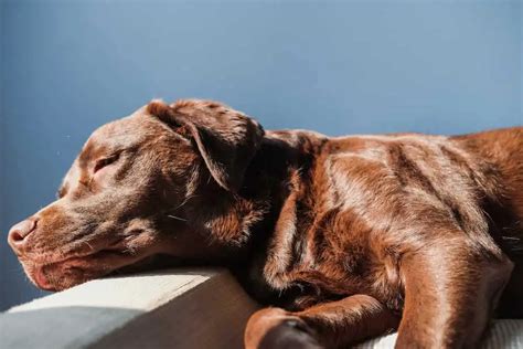 350 Best Chocolate Lab Names In The World- Remarkable