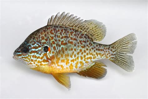 Pumpkinseed Sunfish- Ohio Fish Guide