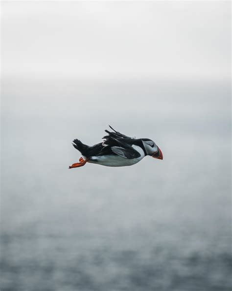 ITAP of a flying puffin : r/itookapicture