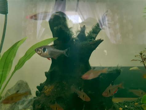 Black Phantom Tetra 101: Breeding Guide, Care, & Disease