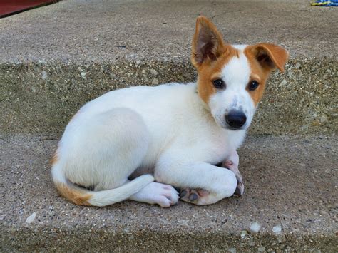 Canaan Dog Puppies For Sale | Glen Ellyn, IL #311847