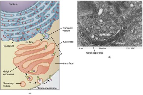 The Cytoplasm and Cellular Organelles | Anatomy and Physiology I