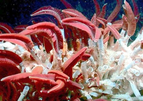 Giant Tube Worm – "OCEAN TREASURES" Memorial Library