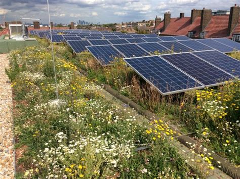 Biosolar green roofs - combining solar panels and green roofs