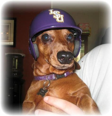 My Jo GEAUX TIGERS | Geaux tigers, Baseball season, Lsu tigers