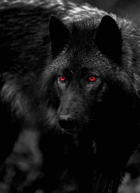 Wolf Red Eyes Wallpapers - Top Free Wolf Red Eyes Backgrounds - WallpaperAccess