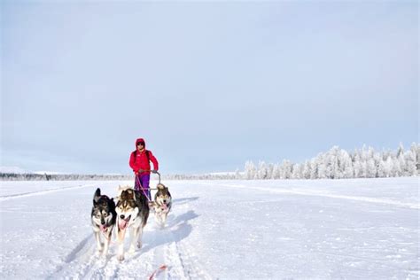 Ten things to do in Lapland in the winter | Velvet Escape