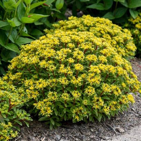 PROVEN WINNERS 0.65 Gal., Rock N Round Bright Idea Stonecrop (Sedum ...