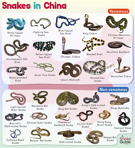 List Of Common Venomous And Non Venomous Snakes In Ar - vrogue.co