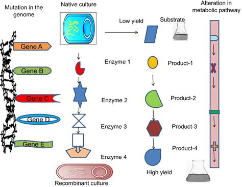 The metabolic engineering, genetic engineering and random mutagenesis... | Download Scientific ...