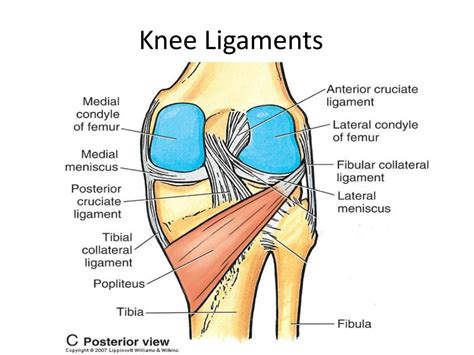 PPT - Knee (Tibiofemoral) Joint and Foot PowerPoint Presentation, free download - ID:2750021