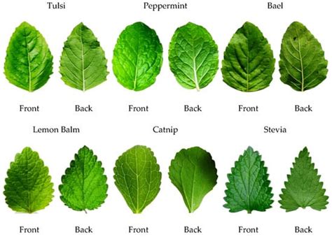 Types Of Leaves With Names