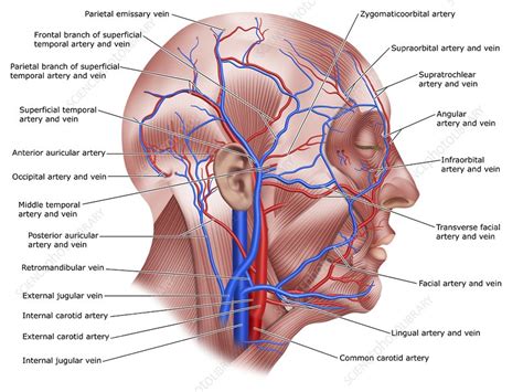 Infraorbital Artery