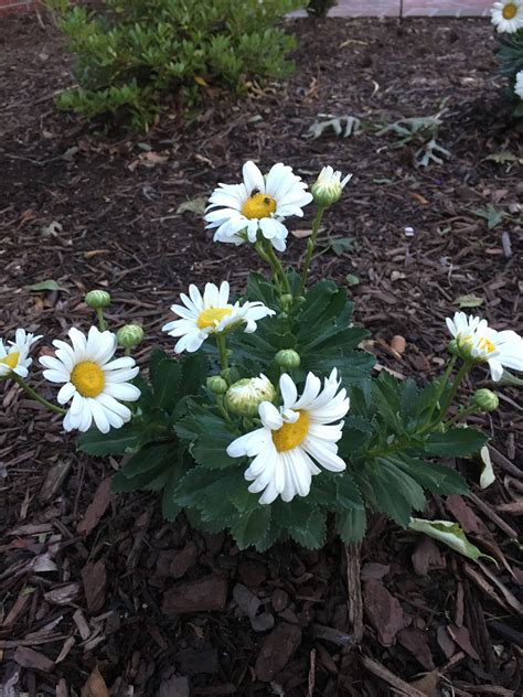 Montauk Daisy Montauk Daisy, Porch Decorating, Plants, Balcony Decoration, Plant, Entryway Decor ...