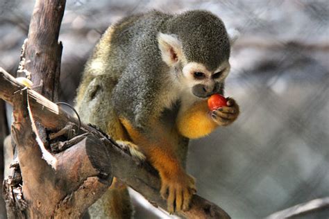 Squirrel monkey. | Squirrel monkeys are one of few species o… | Flickr