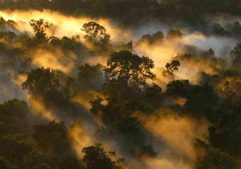 Tropical forests' carbon sink is already rapidly weakening