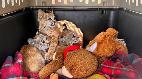 Orphaned bobcat kittens rescued in Denver area suburb | 9news.com