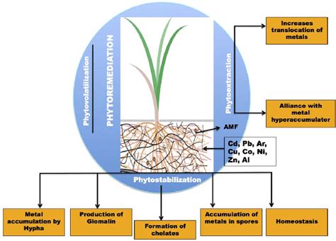 Major mechanisms underlying arbuscular mycorrhiza fungi (AMF)-mediated... | Download Scientific ...