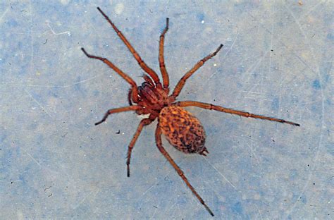 Habits and Traits of Hobo Spiders (Tegenaria agrestis)