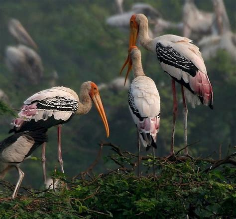 ARUNACHALA BIRDS: Variety of Migratory Waterbirds at Keelnathur Lake