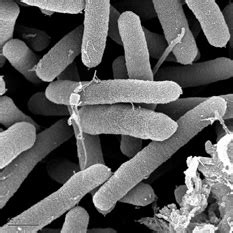 Pseudomonas syringae: The Pathogen and Epiphyte - microbewiki