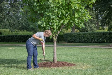 Mulching trees and shrubs | The Morton Arboretum