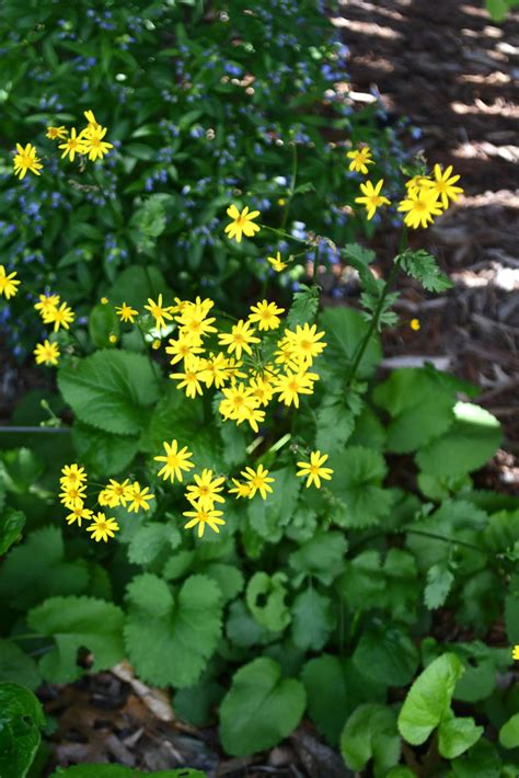 Packera aurea Golden Ragwort | Prairie Moon Nursery