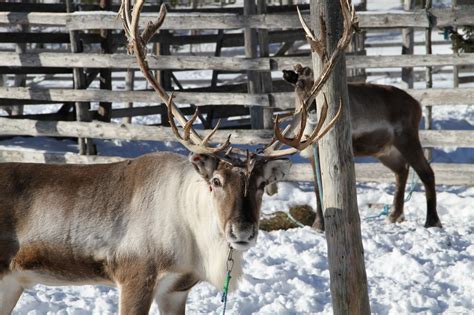 Visiting Reindeer Farm Lapland Finland Rovaniemi: Reindeer Lake Resort ...