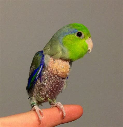 Parrotlet Plucking Feathers: What It Indicates and How It Can Be ...