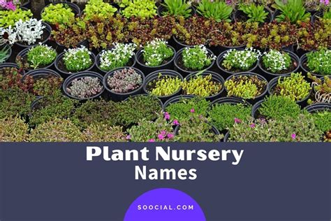 337 Plant Nursery Name Ideas to Have the Right Seed - Soocial