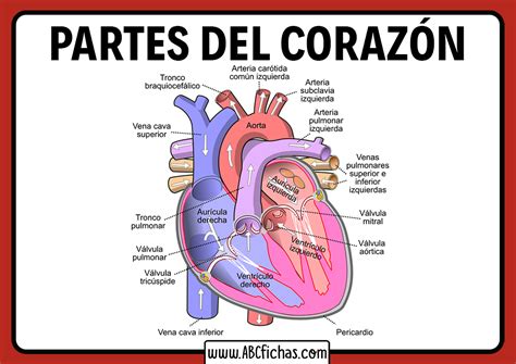 Partes del corazon humano - ABC Fichas