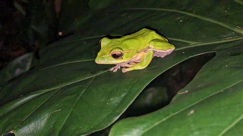 Emerald Green Tree Frog in October 2023 by Cheng Te Hsu · iNaturalist